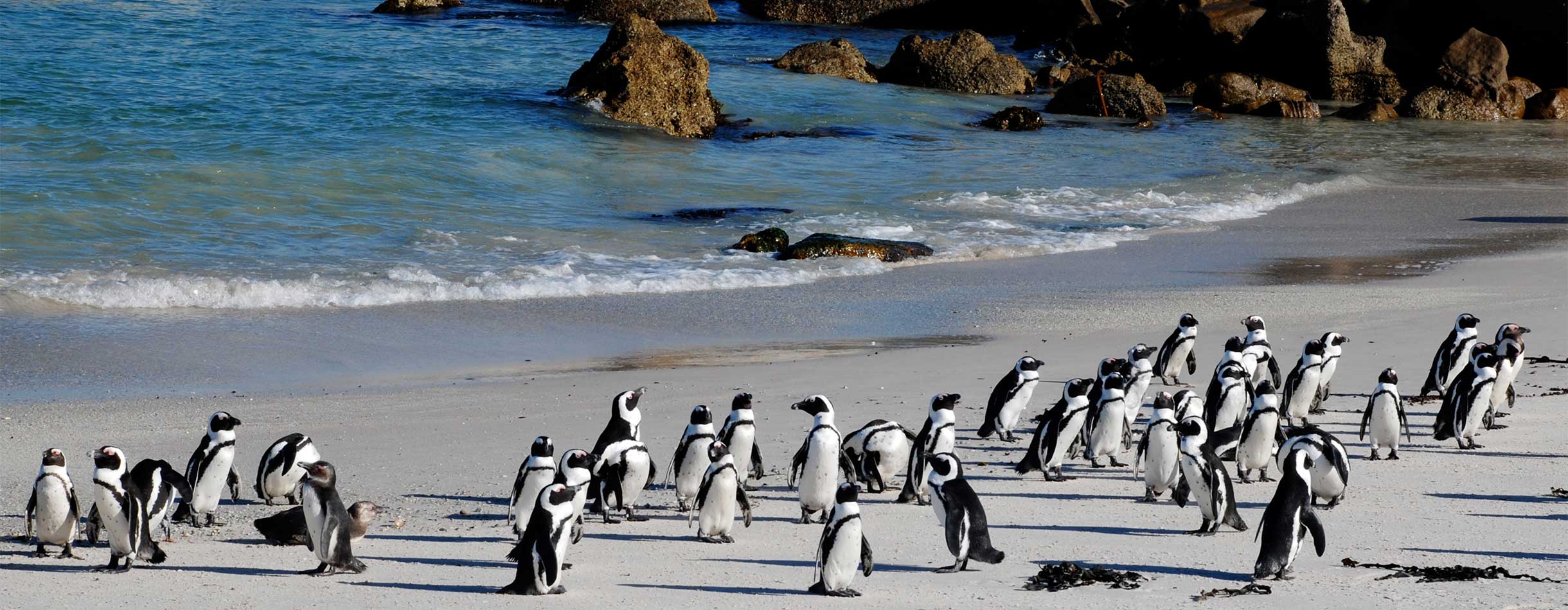 Book a world cruise and marvel at Penguins on beach in South Africa