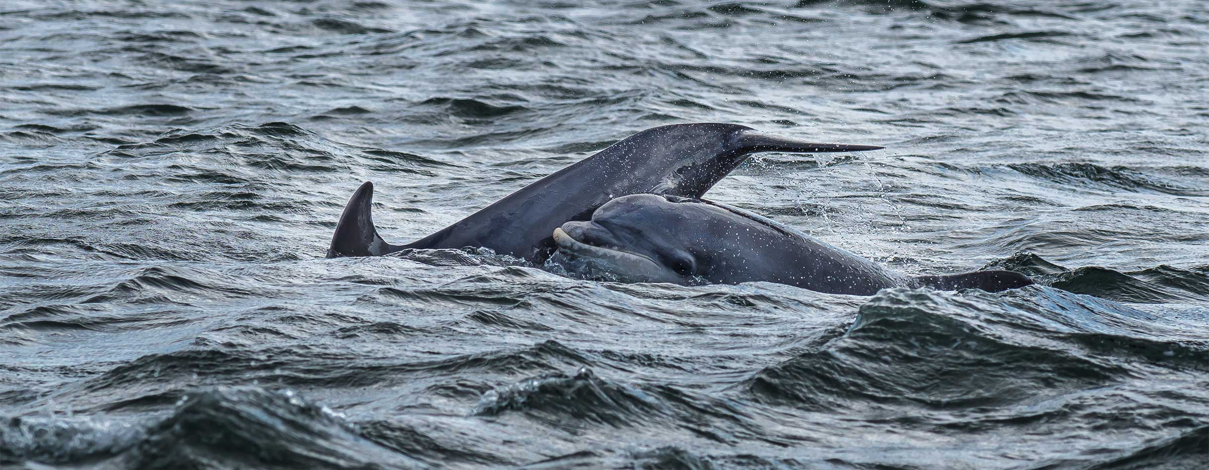 Cruise past Pentland Firth