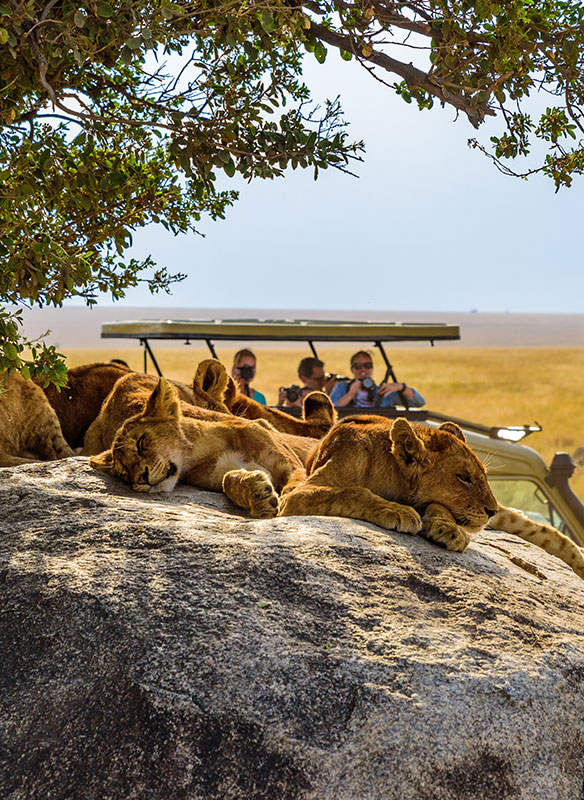 Group of young lions on a rock, safari, South Africa