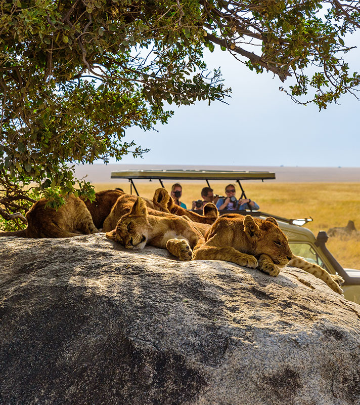Group of young lions on a rock, safari, South Africa