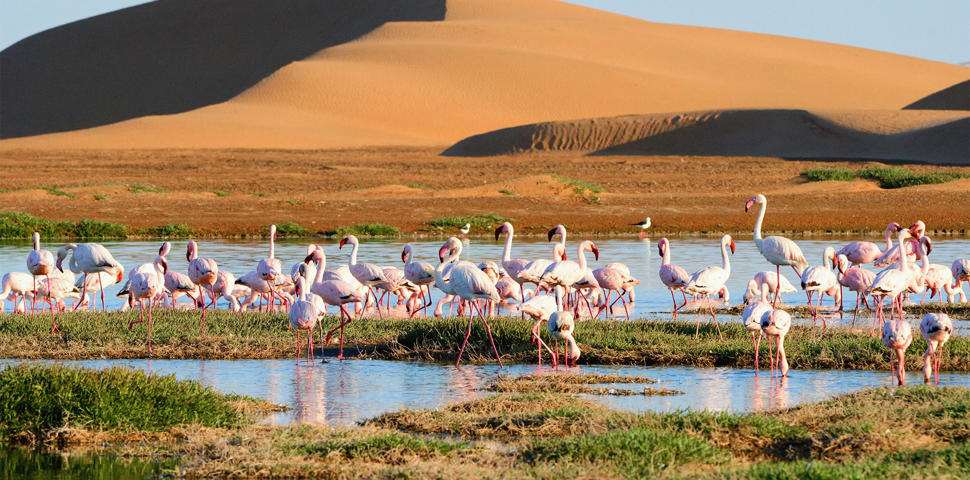 Flamingos in lagoon of Walvis bay, sandy duns in the background. Namibia, Africa