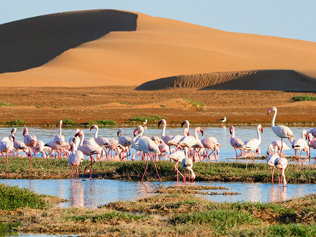 Flamingos in lagoon of Walvis bay, sandy duns in the background. Namibia, Africa