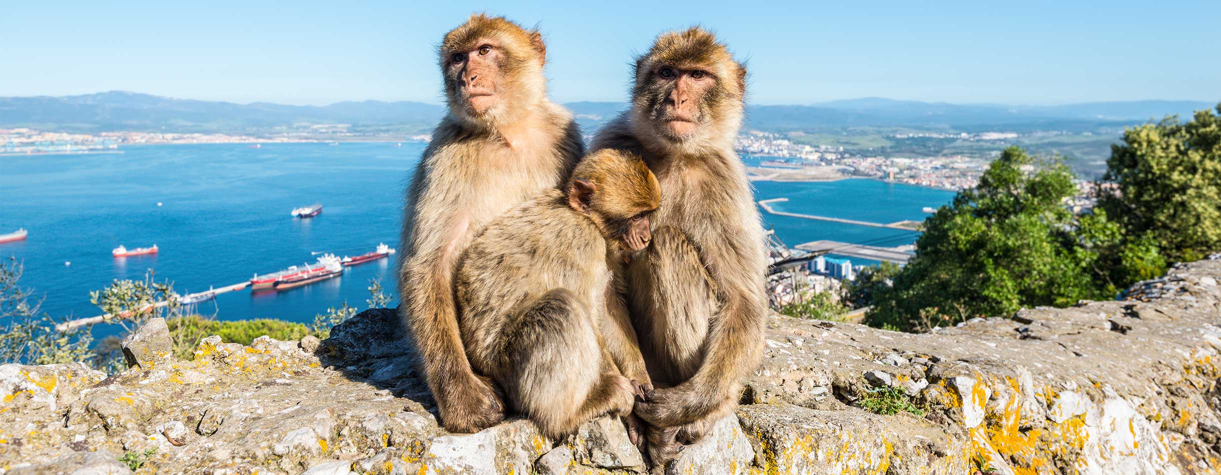 Cruise to Gibraltar and see the famous Barbary Macaques