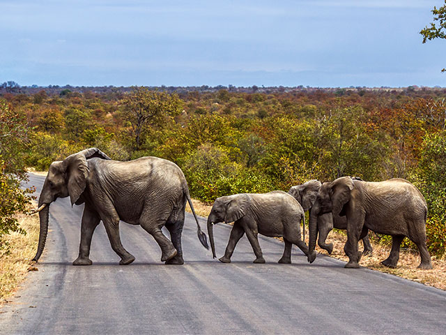 Africa elephants crossing, South Africa