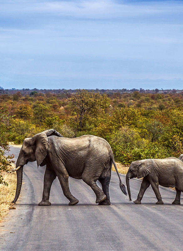 Africa elephants crossing, South Africa