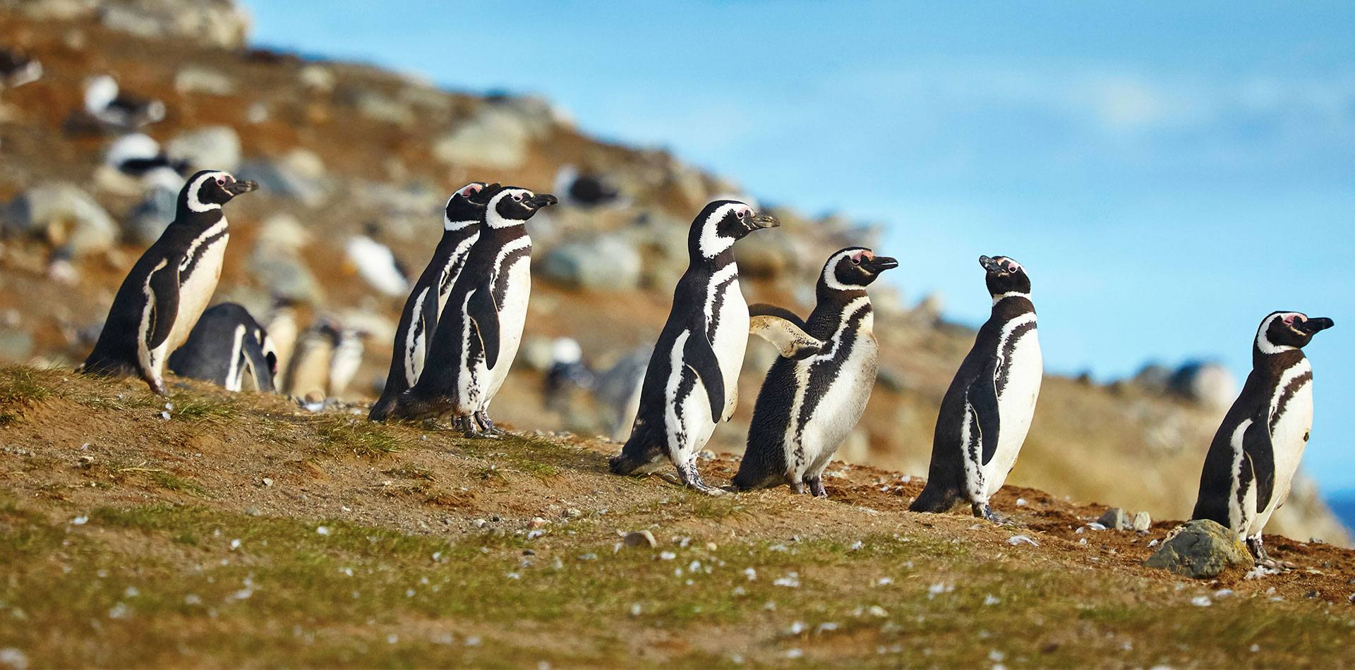 Magellanic penguins in natural environment, Chile