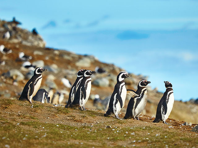 Magellanic penguins in natural environment, Chile