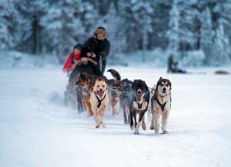 Guests enjoying a Husky Sleigh riding tour during a cruise to the Arctic 