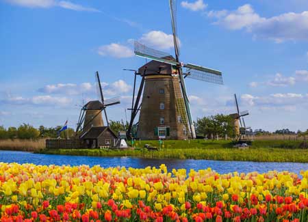 Windmills and colourful tulips, cruise to Amsterdam 