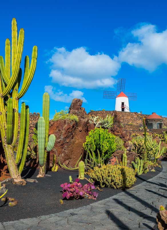 Cactus garden in Lanzorte 