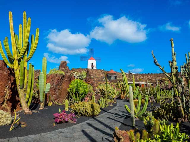 Cactus garden in Lanzorte 