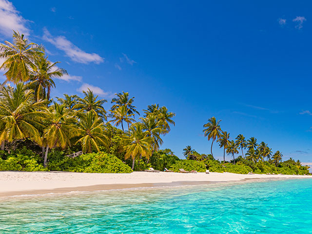 Beautiful blue skies and palm trees on a Caribbean beach