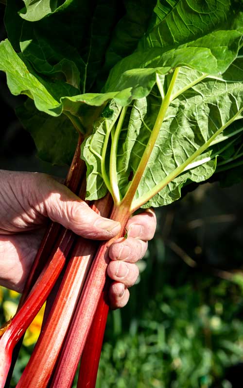 Flavours of Iceland Fred. Olsen Cruises