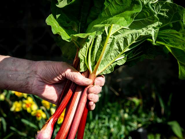 Hand holding sticks of rhubarb