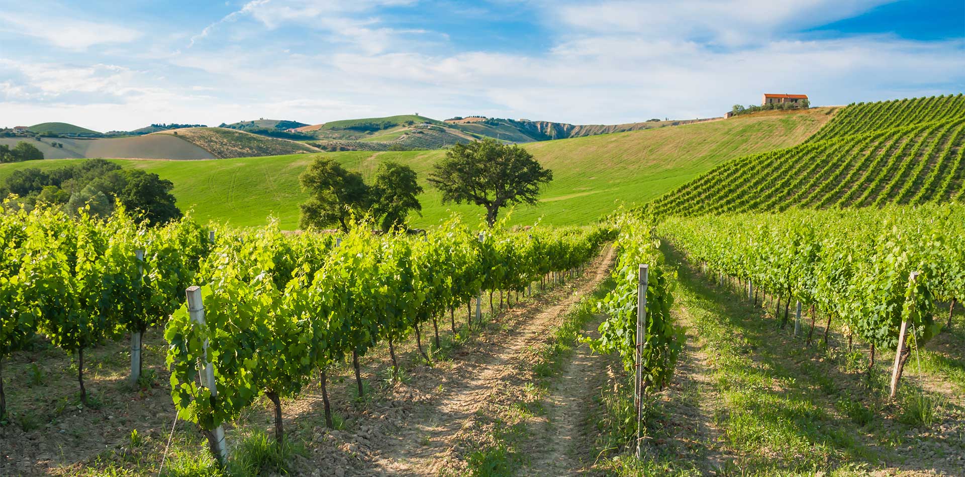 Views of Rows of vineyard among hills