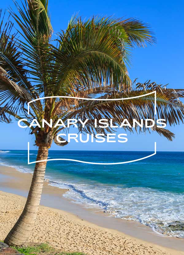 Palm tree on a sandy beach 