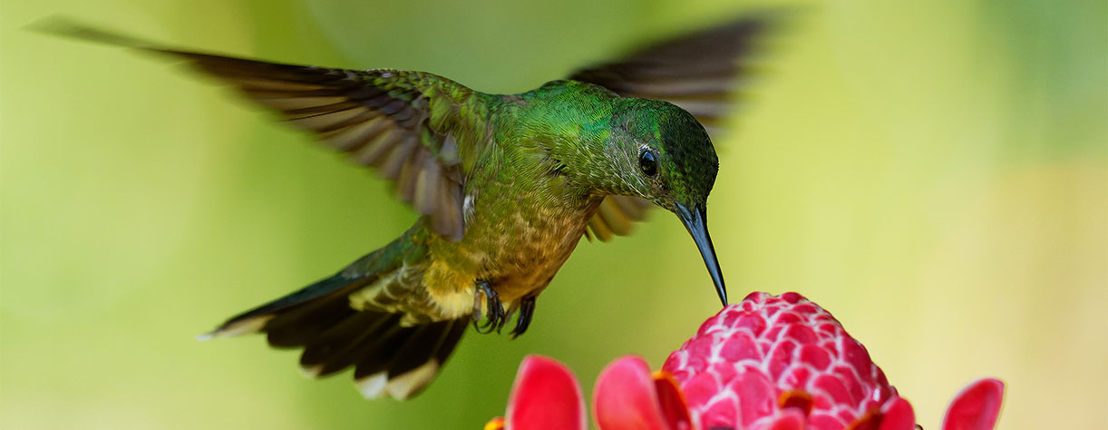 humming bird, flower