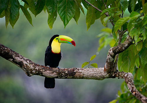 Toucan in tree, Cost Rica