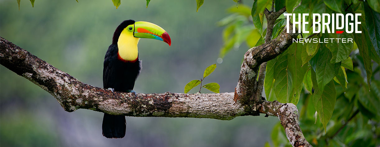 Touchan in tree, Costa Rica