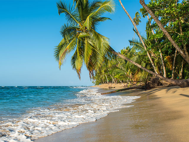 Beautiful beach in Punta Uva with palm trees and blue sea