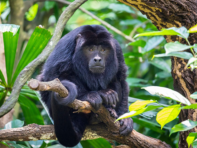 Black Howler monkey, Costa Rica