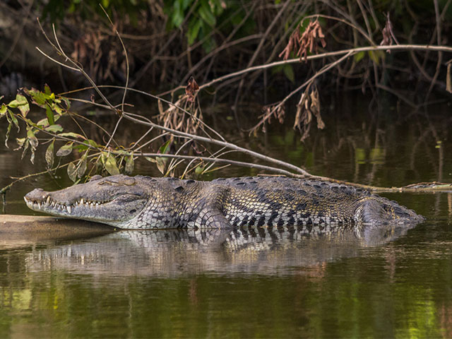 Crocodile in Belize river
