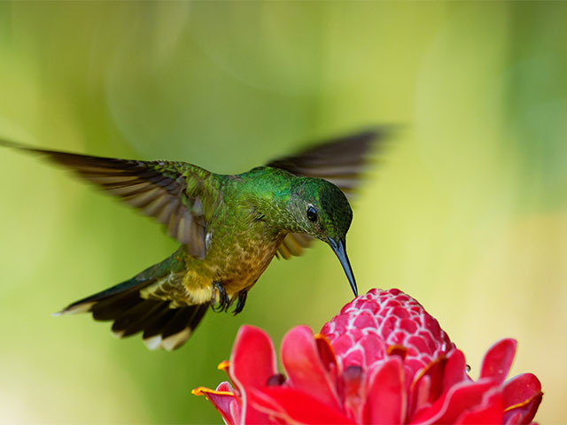 Humming bird in Costa, Rica with flower