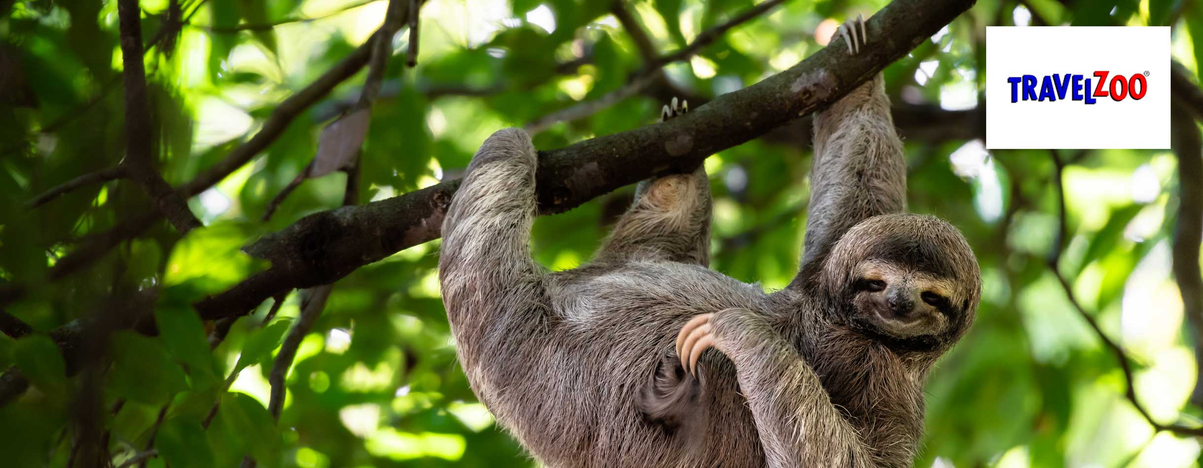 Cute sloth hanging on tree branch 