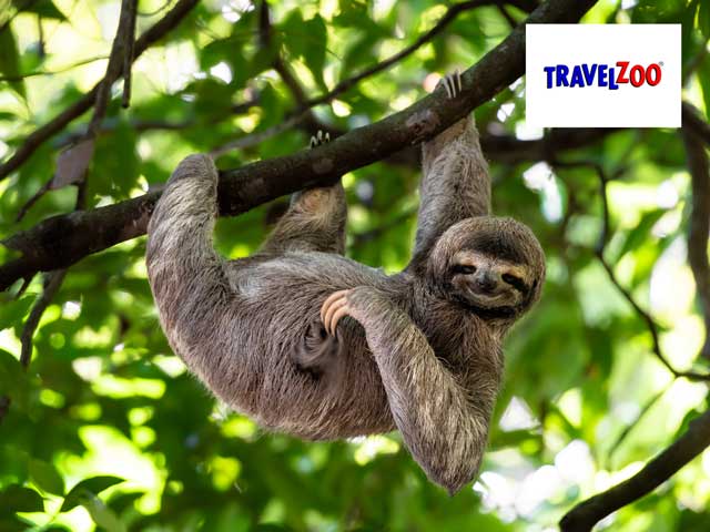 Cute sloth hanging on tree branch 