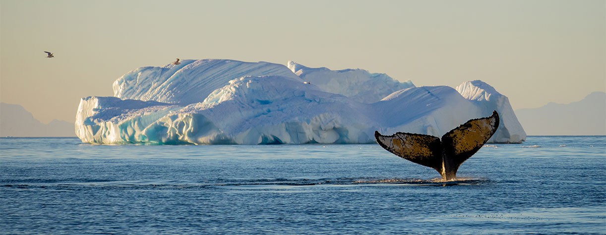 Whale in Antarctica landscape