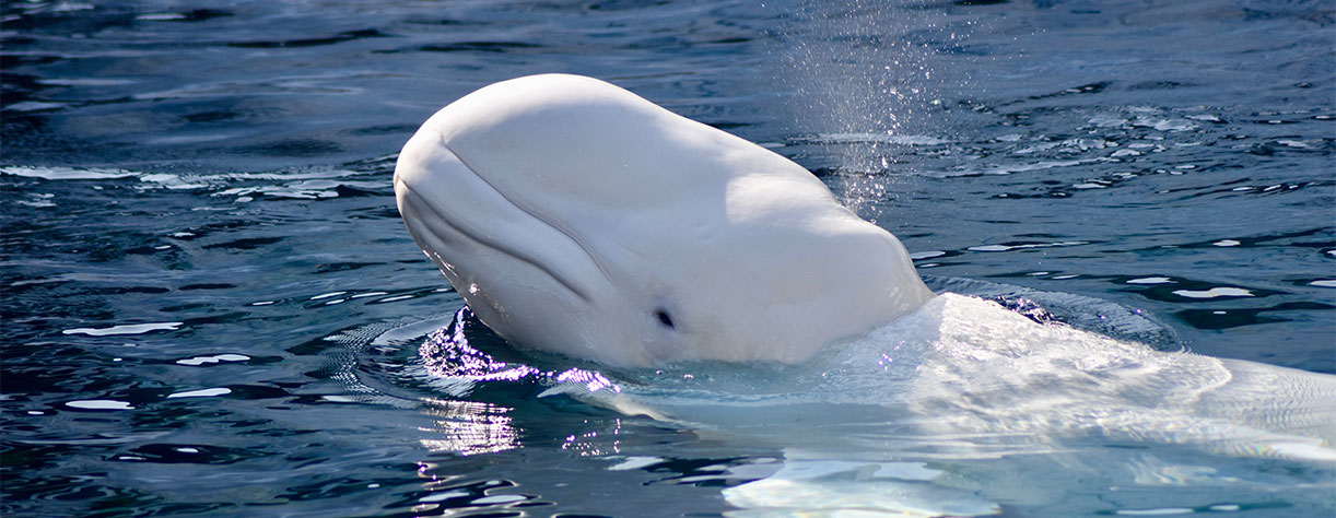 Beluga whale in the sea