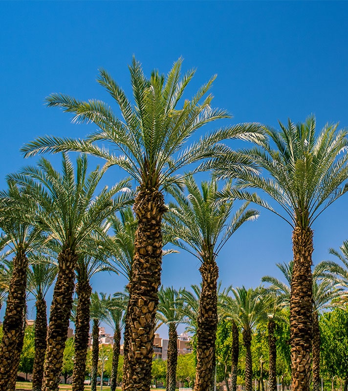 Canary Islands Christmas & Cádiz New Year