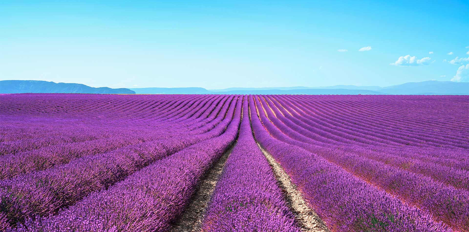 Lavender fields in Provence, France