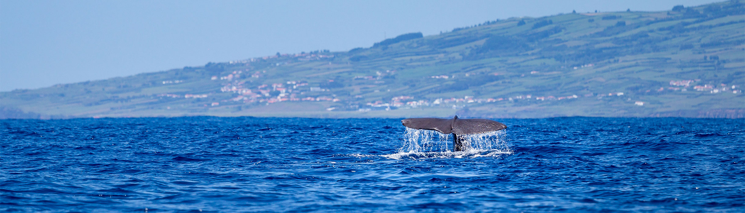 Sperm whale fin in the Azores, Portugal