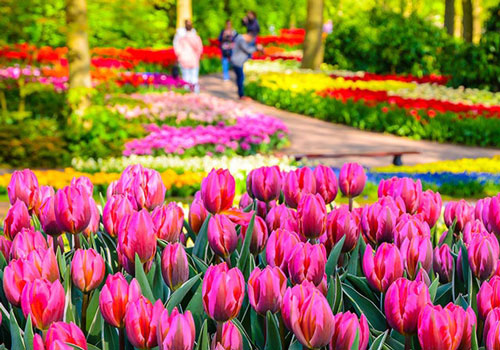 Keukenhof Gardens