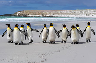 Penguins on the beach in Falkland Islands