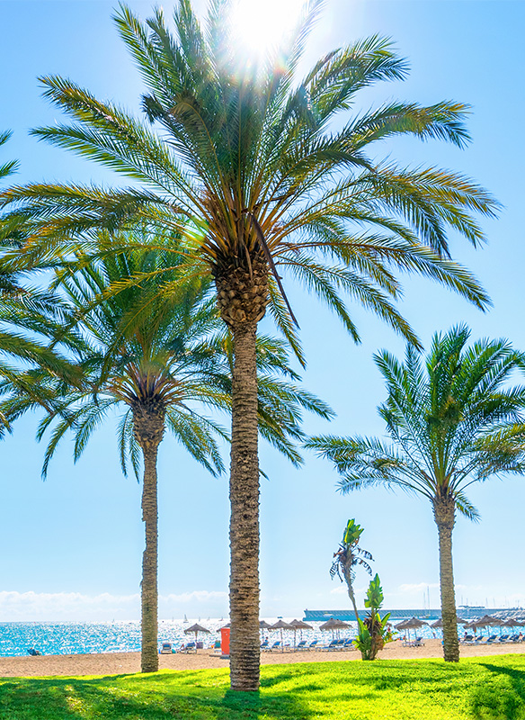 Palm trees on the beach in Malaga, Spain
