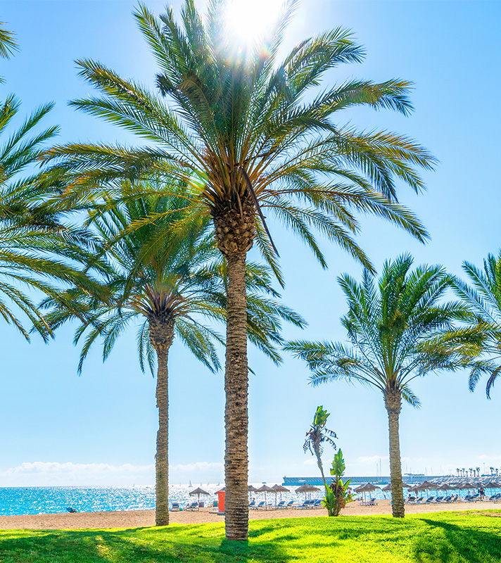 Palm trees on the beach in Malaga, Spain