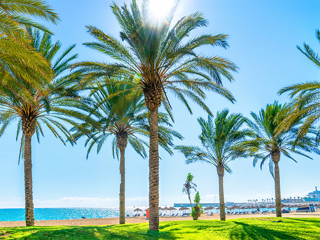 Palm trees on the beach in Malaga, Spain