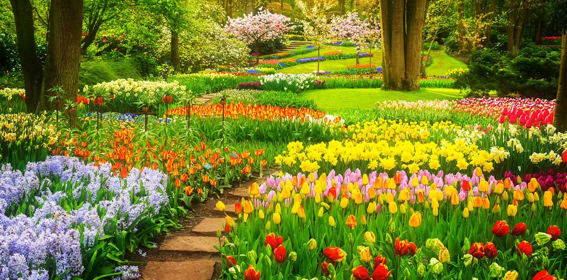 Tulips in Keukenhof gardens, Holland, Netherlands