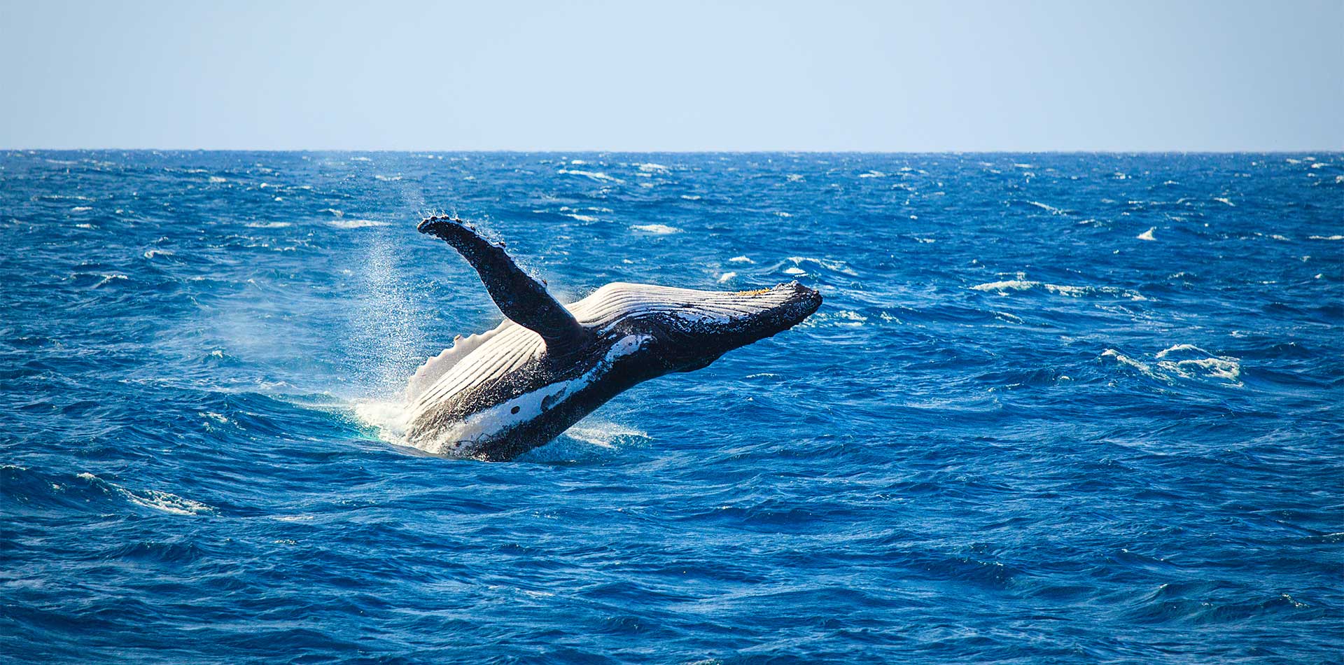 Whale breaching out of the sea, Iceland