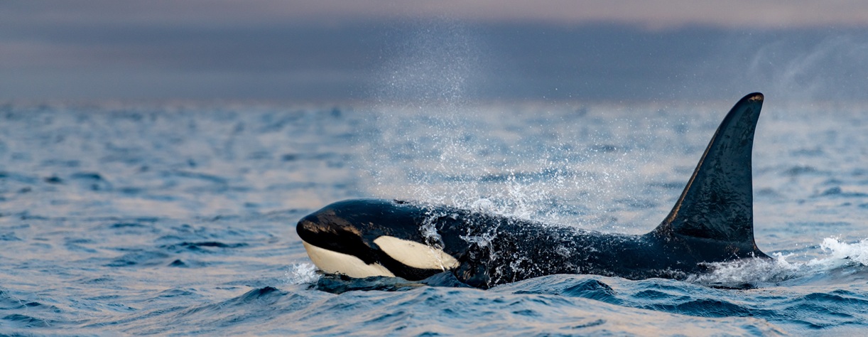 A Killer Whale in Norway