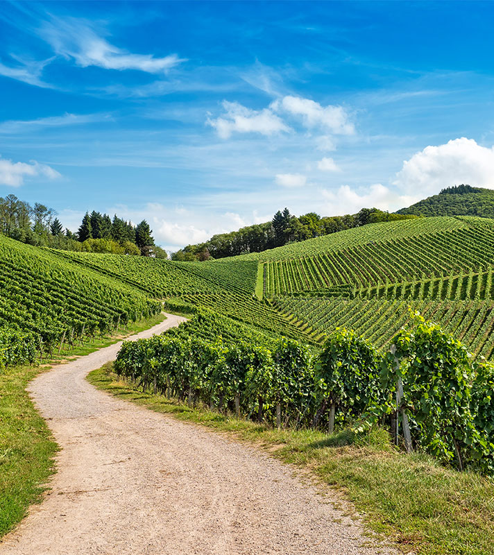Rivers, Harbours & Vineyards of France