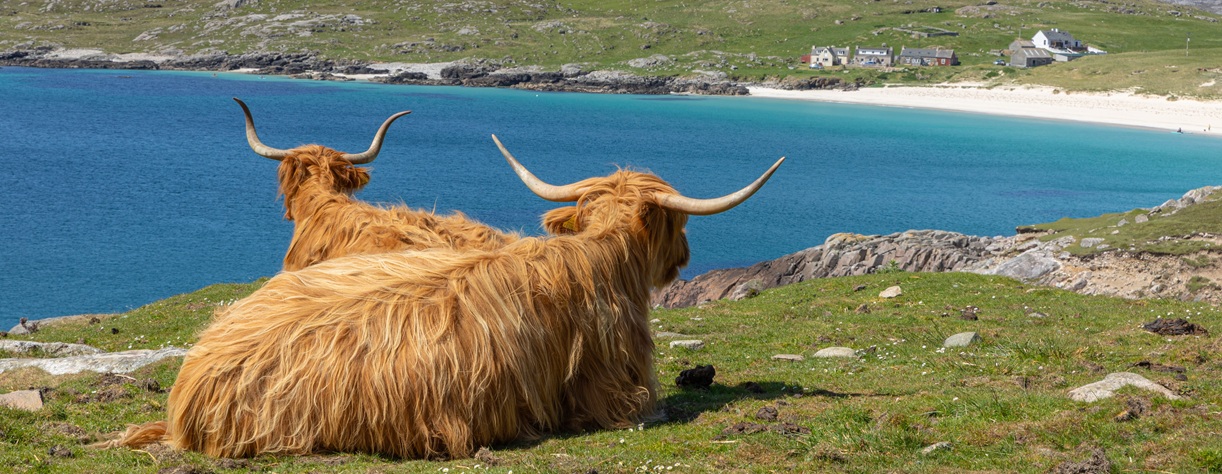 Two highland cows by the beach in the Isle of Lewis and Harris 