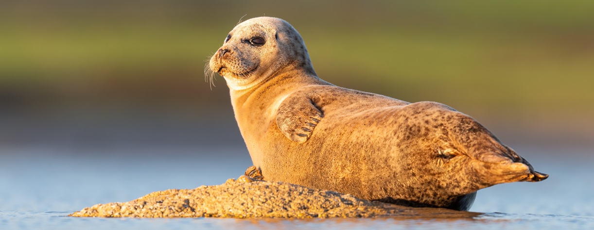A seal off one of the Scottish Isles