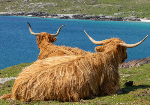Two highland cows by the beach in the Isle of Lewis and Harris