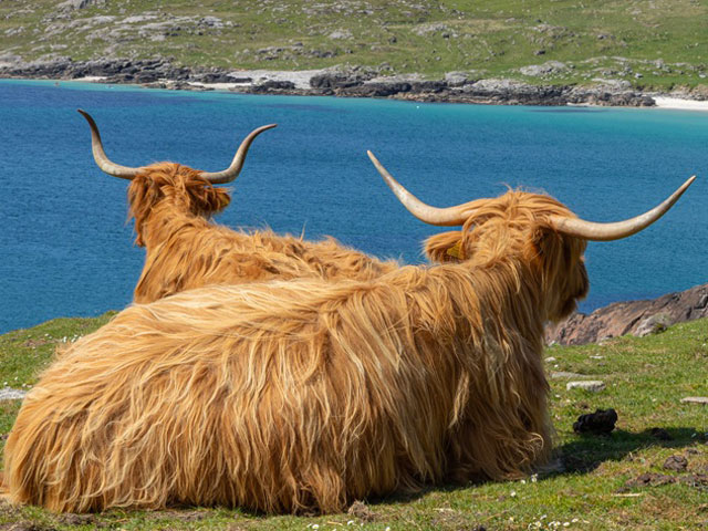 Two highland cows by the beach in the Isle of Lewis and Harris