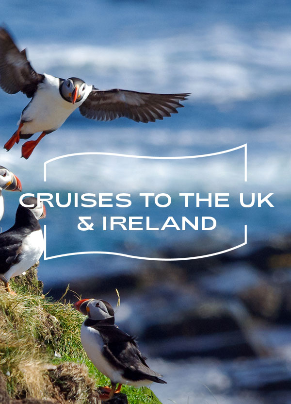 Puffins on a cliff on a sunny day