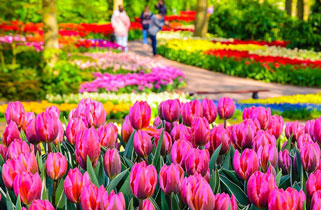 Keukenhof gardens, Amsterdam, Netherlands