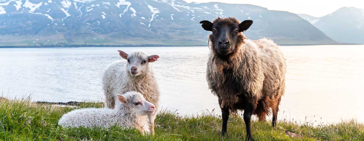 Icelandic sheep with lambs grazing by the scenic fjord with snow-capped mountains in the background